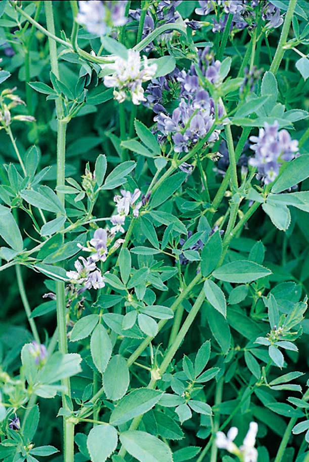 Alfalfa seed Medicago sativa